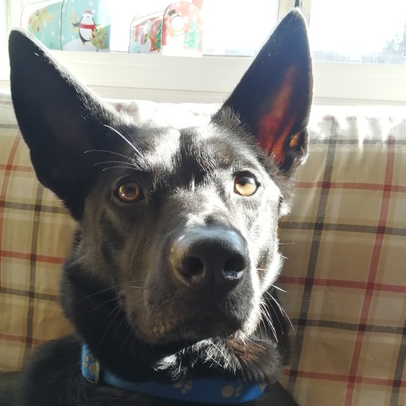 Meet your Posher, Adel - Picture 1 of 1